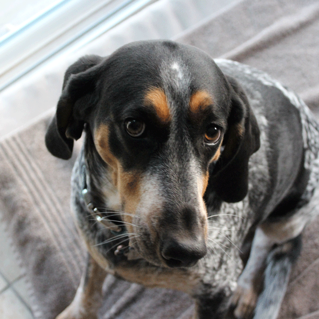 Emilee The Bluetick Coonhound