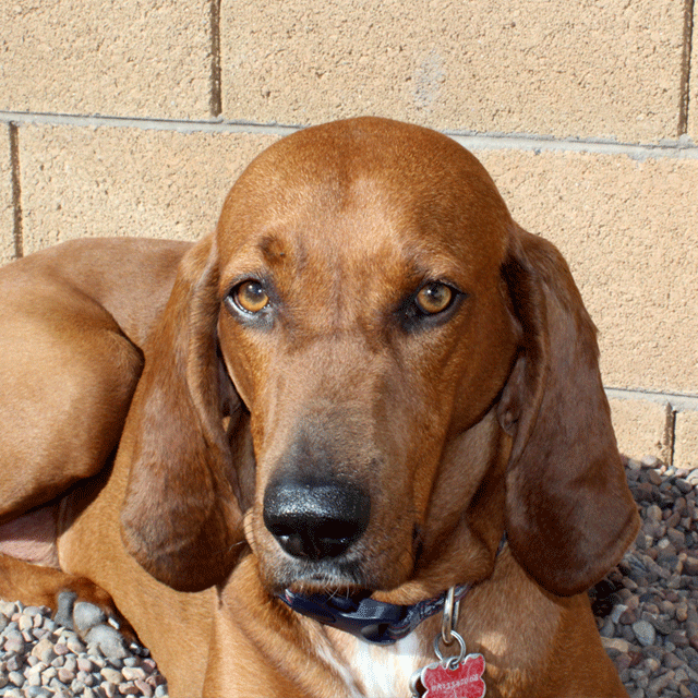 Winston The Redbone Coonhound